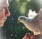 A funeral dove